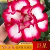 Rosa del Desierto de Doble Pétalo en Maceta Florece en Todas las Estaciones, Fácil de Mantener, Florales Multicolor para Interiores y Balcones y Plantas Verdes, Suculentas Bonsái