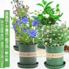 Plántulas de Flores en Maceta Copo de Nieve Azul Florecen en Todas las Estaciones, Plantas Trepadoras Ornamentales para Jardín de Balcón, Resistentes al Calor y Fáciles de Cuidar, Copos de Nieve Blancos