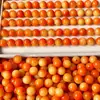 Laranja pôr do sol contas de bodhi atacado contas redondas pulseiras de raiz de bodhi diy pulseiras de descompressão para estudantes acessórios de contas para brincar com texto