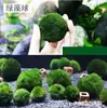 Tanque de Peces Acuario Paisajismo Plantas Acuáticas Bolas de Algas Marinas Bolas Ecológicas Bolas de Algas Verdes Paisajismo Botellas Ecológicas Bolas de Baño Verdes Bolas de Algas Marinas