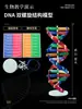 Modelo de estrutura da dupla hélice de DNA, modelo molecular de alta escola em formato grande, corrente de desoxirribonucleotídeos J33306 de 60cm