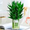 Guanyin Bamboo Rico em Bambu Plantas Hidropônicas com Raízes Flores Plantas Verdes Pothos Plantas em Vasos de Interior Transferem Água de Bambu para Crescer Bem