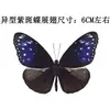 Venta Directa al Por Mayor de Fábrica de Especímenes Reales de Mariposas con Alas Extendidas, Diversos Insectos y Escarabajos, Accesorios para Fotos, Educación Científica, Especímenes Naturales