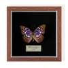 Especimen de Mariposa Real Colgante de Madera Estilo Nórdico Simple Moderno Regalo de Cumpleaños Marco de Fotos de Madera Simple
