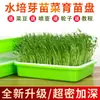 Bandeja para plántulas, Bandeja para cultivo hidropónico de verduras, Estante para bandejas de brotes de frijol, Cultivo de verduras de papel en balcón, Cultivo sin suelo