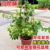 Planta de Saponária em Vaso com Flores para Varanda e Pátio, Ornamental e Comestível, Trepadeira Florescendo em Todas as Estações