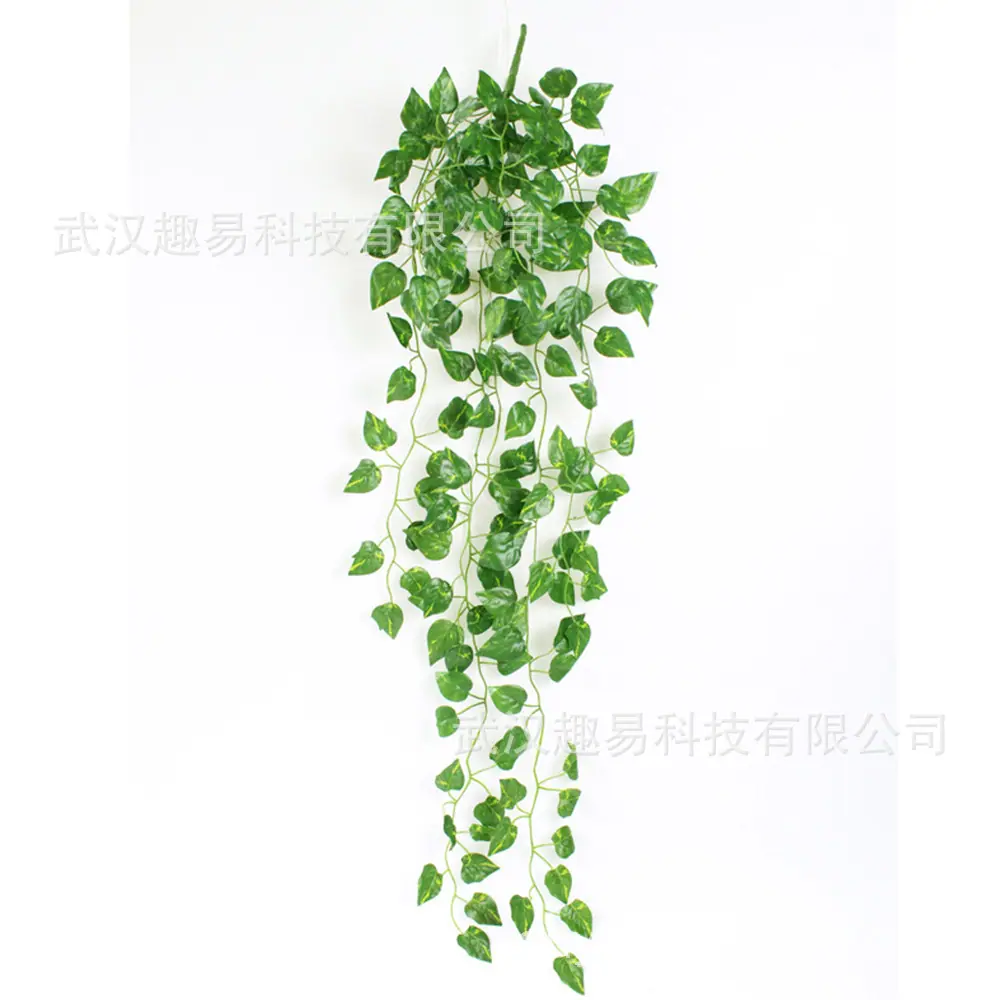 绿萝2