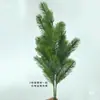 Ramas de Abeto Falso Abeto Rojo Abeto Pino Navideño Ramas de Pino Torre de Telecomunicaciones de Ingeniería Decoración Agujas de Pino Hojas de Ciprés