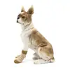 Meias para animais de estimação