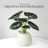 Lírio-do-calla Planta Verde Pequena para Mesa de Escritório Planta em Vaso para Interior Jardim de Infância Celebridade da Internet Calathea Estação de Trabalho Planta Fácil de Cuidar