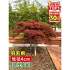 Vivero de arces rojos japoneses para dropshipping, árbol enano rojo de cuatro estaciones, árbol paisajístico Princesa Danza Roja, resistente al frío para exteriores para villas