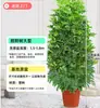 Árvore Bico de Pato de Grande Porte Que Atrai Riqueza de Todas as Direções, Planta de Vaso para Sala de Estar Interna Fácil de Cuidar, Sempre Verde o Ano Todo, em Formato de Torre