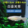 Decoraciones para Acuario para Pez Ángel, Guppy, Pez Betta, Peces Tropicales y Peces Guppy, Suministro Directo del Mercado de Peces