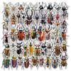 50 Hojas Pegatinas de Escarabajo de Dibujos Animados Pegatinas de Especímenes Reales de Insectos Material de Decoración para Maleta Portátil