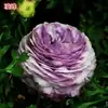 Bulbos de Ranúnculo, bulbos de Peônia, Peônias de flor dobrada, plantas fáceis de cultivar e resistentes para todas as estações, mudas de flores em vasos
