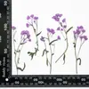 Mil-folhas Pérola com Galhos, Flores Prensadas, Espécimes de Plantas com Flores Secas, Folhas, Adesivos Artesanais, Materiais para Marcador de Página DIY em Resina