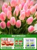 Tulipanes Hidropónicos al por Mayor 5 Grados Bulbos Grandes Resistentes al Frío para Invierno Interior/Exterior Fáciles de Cultivar para Principiantes Flores en Maceta Plantas