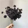 Flor de montanha pequena buquê de flores secas decoração luz luxo high-end diy material real flor air-dried importado espécime material de flor