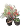 Planta Base da Begônia Japonica, Mudas de Flor de Begônia de Quatro Estações, Mudas Pequenas de Begônia, Begônia de Flor Vermelha, Arbustos Verdes, Plantas de Jardim