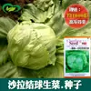 Semillas de Lechuga Bola de Ensalada, Alimentos Crudos, Semillas de Verduras para Plantar en Jardín de Balcón Cuatro Estaciones, Semillas de Colza de Maduración Temprana al por Mayor