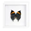 Marco de Fotos con Foto de Espécimen de Mariposa Real Pintura Decorativa de Madera DIY Marco de Fotos Vintage Decoración de Mueble de Mesa Regalo de Cumpleaños Maestro