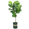 Figueira-lira em Vaso para Interior, Planta de Folhas Grandes para Sala de Estar e Escritório, Fácil de Cuidar, Flor Nórdica que Absorve Formaldeído em Todas as Estações