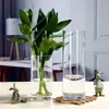 Jarrón transparente recto de bambú, contenedor hidropónico de pie para plantas, decoración de arreglo floral para bodas