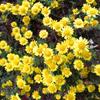Sementes de Centáurea Perene no Atacado de Várias Regiões, Sementes de Dianthus Multicolores, Flores Medicinais, Flores de Trigo Gigantes, Sementes para Jardinagem