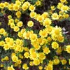 180 Variedades de Sementes de Flores Não Repetitivas, Fáceis de Cultivar em Todas as Estações, Podem Afastar Mosquitos, Adequadas para Varandas Internas e Externas, Distribuição Transfronteiriça