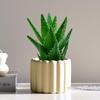 Escritorio de Oficina Plantas Verdes de Interior Macetas Pequeñas Adornos Estilo Crema Absorción de Formaldehído Purificación del Aire Fácil de Mantener en Todas las Estaciones