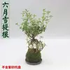 Plantas pequeñas en maceta bola de musgo, helecho esparrago, planta en maceta princesa verde, ciprés rojo, cocotero mini, helecho esparrago, pino, cálamo, plantas hidropónicas