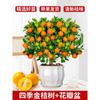 Dropshipping: pequeño árbol de lima, pequeño árbol de kumquat, pequeño árbol de limón naranja verde de Hainan, árbol frutal en maceta para balcón, plántulas frutales