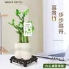 Bambu da Sorte, Bambu Lótus, Plantas em Vasos para o Escritório, Plantas que Simbolizam Avanço na Carreira, Bambu Micro-Paisagem, Plantas Verdes de Mesa, Bonsai Fácil de Cuidar