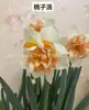 Bulbos de Narcisos de Floração Dupla Importados Florescem em Todas as Estações, Florais de Vaso para Interior, Sementes Florais Hidropônicas Resistentes ao Frio de Inverno