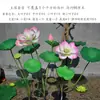 Flor de Lótus Artificial Flor Artificial Lírio d'Água Folha de Lótus Falsa Decoração de Lagoa Paisagem de Pátio Tanque de Peixes Planta de Chão de Alta Qualidade Realista