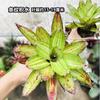 Piña Linda Colorida Piña Selva Tropical Tanque de Agua y Tierra Ecológico Plantas Acuáticas Terrario para Reptiles Paisajismo Plantas Epífitas de Uso Común