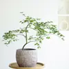 Mudas Pote Forma de Bordo de Primavera Dourada Fluida, Plantas Verdes, Plantas Grandes de Interior, Plantas de Varanda, Fácil de Manter e Viver em Todas as Estações, Sempre Verde