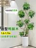 Planta Verde Grande para Sala de Estar con Forma de Pata de Pato, Planta en Maceta de Interior de Fácil Mantenimiento, Planta Verde Perenne de Pie para Oficina para Todas las Estaciones