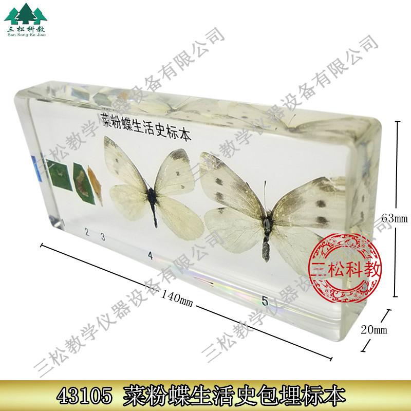 菜粉蝶生活史包埋标本主图_副本