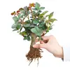Flor Rosa Velho Tronco Velha Raiz Quatro Estações Vaso Interna Floração Contínua Grande Fragrante Varanda Ornamental Planta Verde Entrega