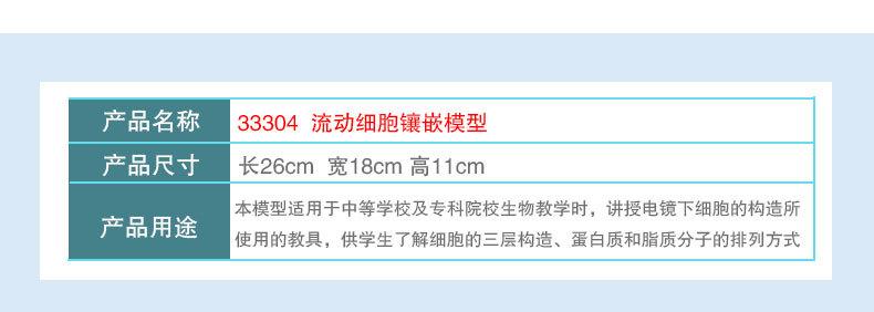 33304细胞流动镶嵌模型_05_02