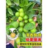 Dropshipping: pequeño árbol de lima, pequeño árbol de kumquat, pequeño árbol de limón naranja verde de Hainan, árbol frutal en maceta para balcón, plántulas frutales