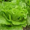 Semillas de Lechuga Crema Cuatro Estaciones Comestibles Crudas Maceta de Balcón Resistente al Calor del Verano Semillas de Verdura Semillas de Lechuga de Invernadero