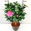 Planta de Camélia Perfumada em Vaso, Mudas de Camélia de Cheiro Forte, Fácil de Cuidar, Tamanho Grande, Promoção de Osmanthus de Quatro Estações, Flores para Interior e Jardim