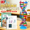 Componentes del Modelo de la Estructura de Doble Hélice del ADN Materiales Didácticos Genética Biológica Genes y Mutación Instrumentos de Enseñanza Equipo Experimental