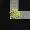 Nuevos Diseños de Tarjetas de Apoyo para Idol de la Serie de Flores, Accesorios Hechos a Mano, Materiales, Liquidación de Fábrica, Venta al por Mayor, Grandes Cantidades en Stock