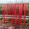 Balsa de bambú Tejido de bambú Láminas de bambú Tiras de bambú Tiras de bambú amarillo Tiras de bambú finas y suaves Arte de bambú Arte floral Instalación Decoración de bodas Creativo