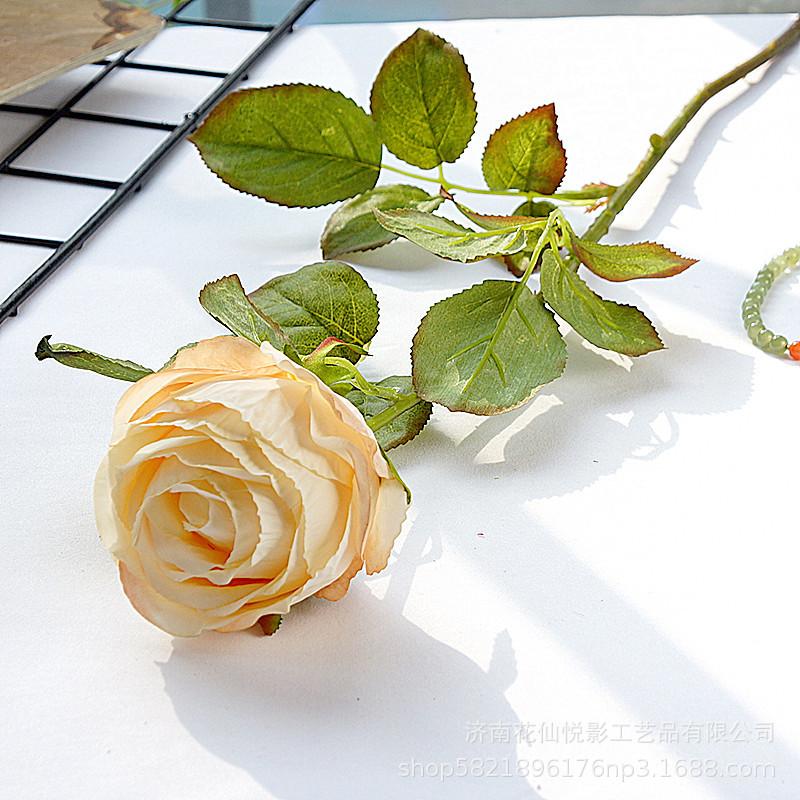 单支复古英国玫瑰