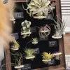 Abacaxi de Ar Quadro de Fotos Arte Entrada Decoração de Ar Pintura Suculenta Planta Verde Sala de Estar Varanda Estufa Flor Amarelo