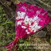 Cravo Rosa de Sabão Urso de Desenho Animado Buquê Buquê Dia dos Professores Dia das Mães Pequeno Presente Rede Vermelha Presente